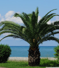 Datlovník z Laosu - Phoenix roebelenii - semena datlovníku - 3 ks