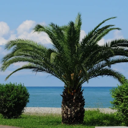 Datlovník z Laosu - Phoenix roebelenii - semena datlovníku - 3 ks