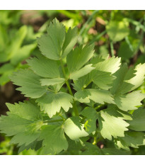 Libeček lékařský - Levisticum officinale - semena libečku - 0,4 g