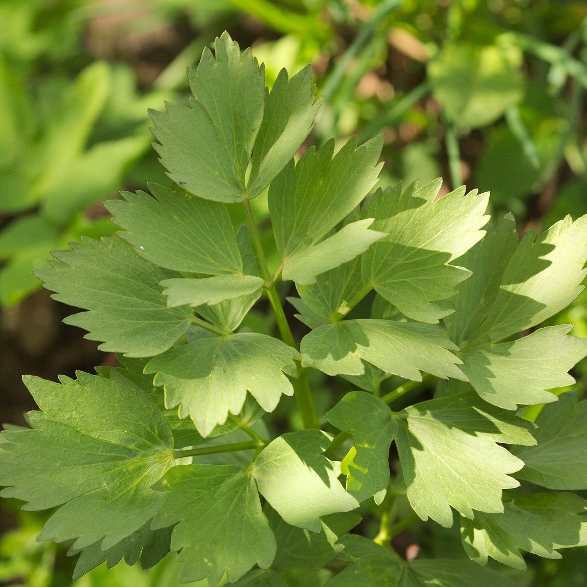 Libeček lékařský - Levisticum officinale - semena libečku - 0,4 g