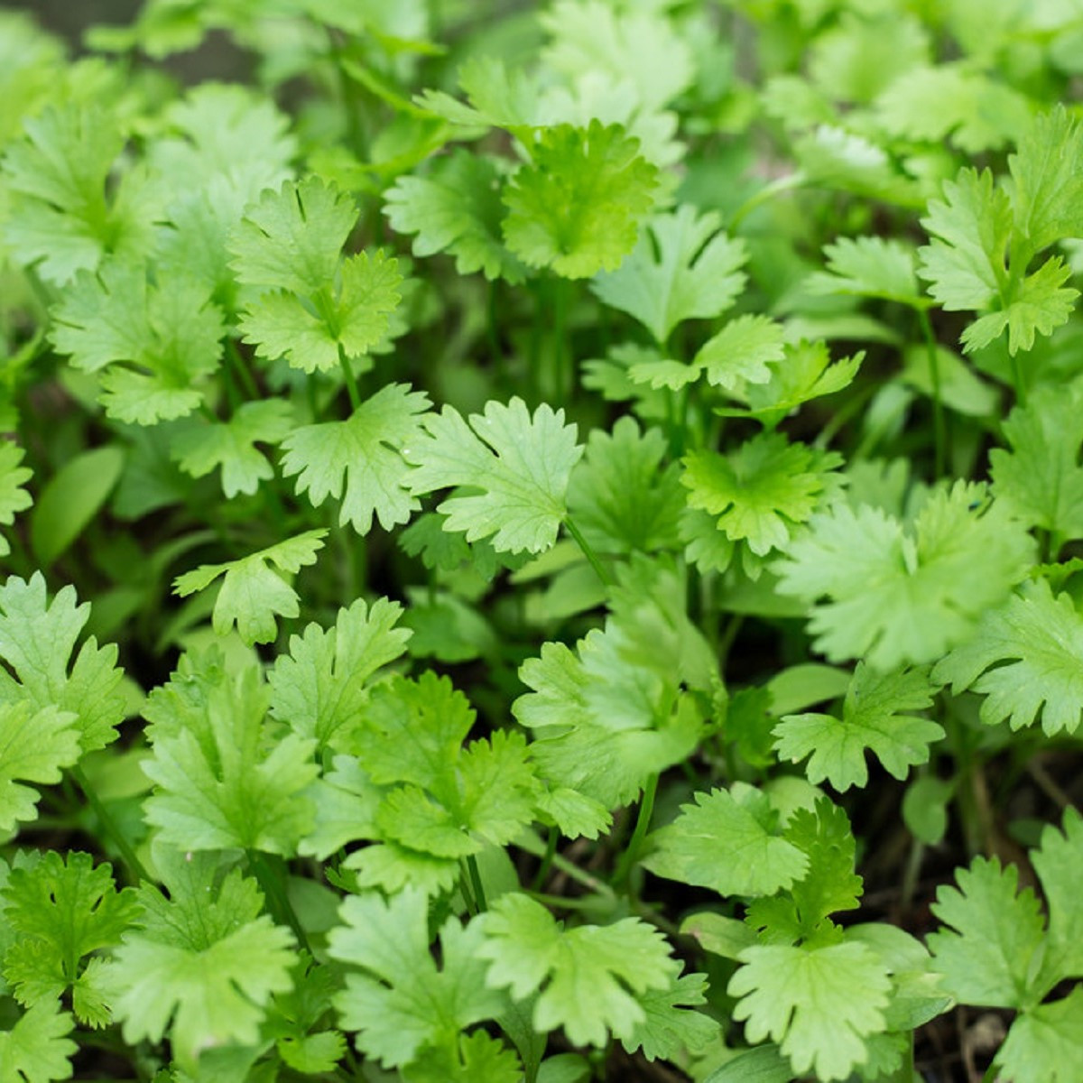 Koriandr setý - Coriandrum sativum - semena koriandru - 100 ks