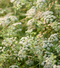 Kmín kořenný - Carum carvi - semena kmínu - 400 ks
