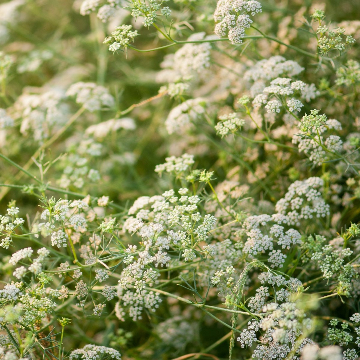 Kmín kořenný - Carum carvi - semena kmínu - 400 ks