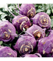 Kedluben raný modrý Blankyt - Brassica oleracea - semena kedlubnu - 50 ks