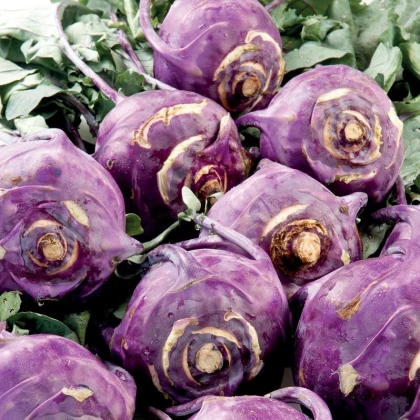 Kedluben raný modrý Blankyt - Brassica oleracea - semena kedlubnu - 50 ks