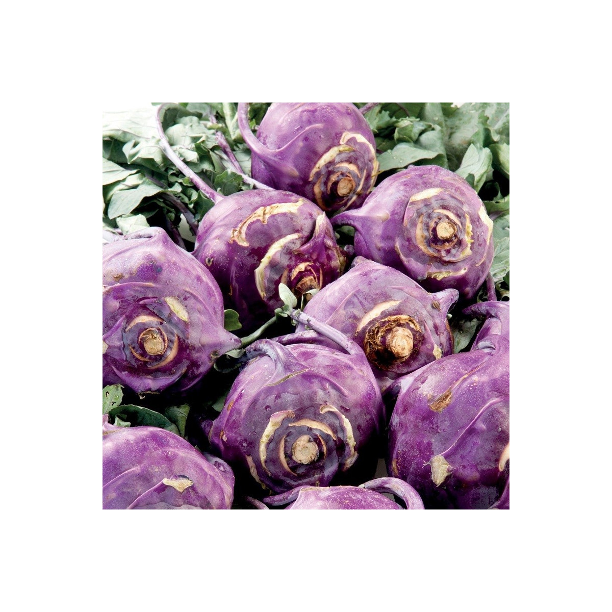 Kedluben raný modrý Blankyt - Brassica oleracea - semena kedlubnu - 50 ks