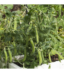Hrách dřeňový raný Zázrak z Kelvedonu - Pisum sativum - semena hrachu - 80 ks