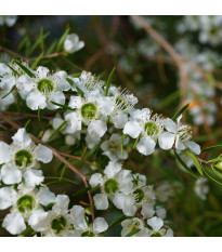 Tea tree - Leptospermum rotundifolium - semena tea tree - 30 ks
