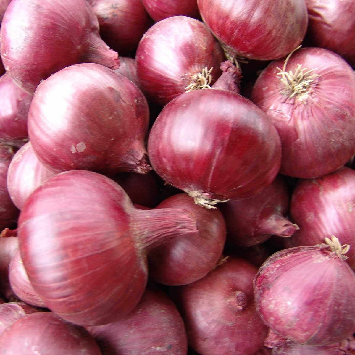 Cibule jarní červená Karmen - Allium cepa - semena cibule - 200 ks