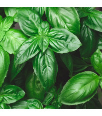 Bazalka trpasličí pravá - Ocimum basilicum - semena bazalky - 100 ks