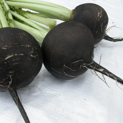 Ředkev setá kulatá černá - Raphanus sativus niger - semena ředkve - 200 ks