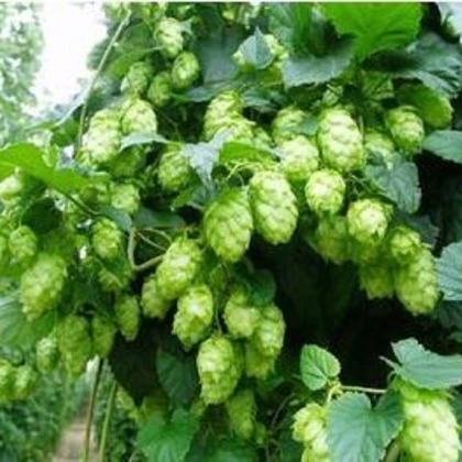 Chmel japonský - Humulus japonicus - semena chmelu - 7 ks