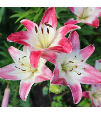 Lilie Lollypop - Lilium - cibule lilie - 1 ks