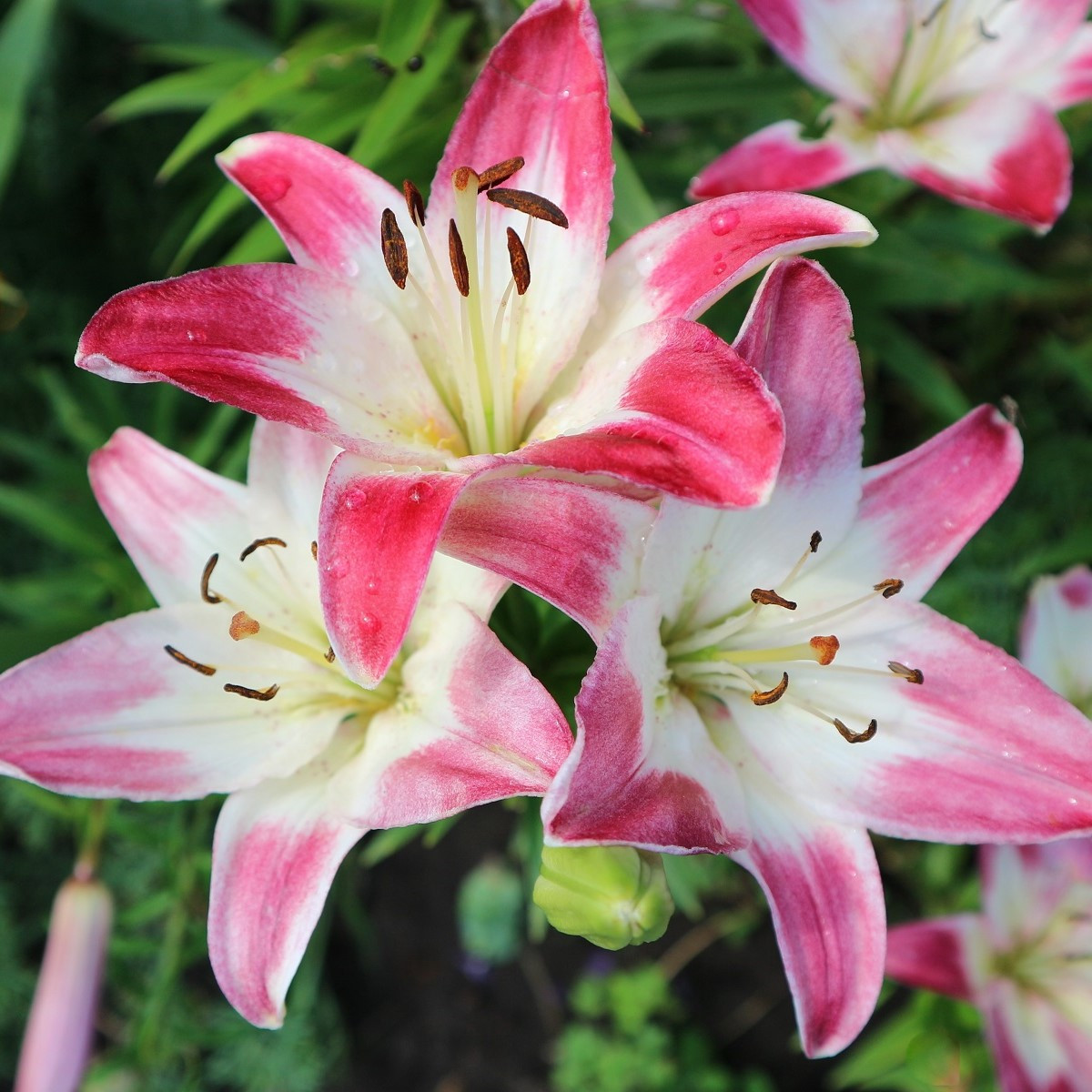 Lilie Lollypop - Lilium - cibule lilie - 1 ks
