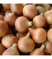 Cibule jarní kuchyňská Všetana - Allium cepa - semena cibule - 200 ks