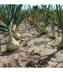 Cibule jarní salátová Globo - Allium cepa - semena cibule - 180 ks