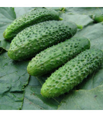 Okurka nakládačka Zuzana F1 - Cucumis sativus - semena okurky - 30 ks