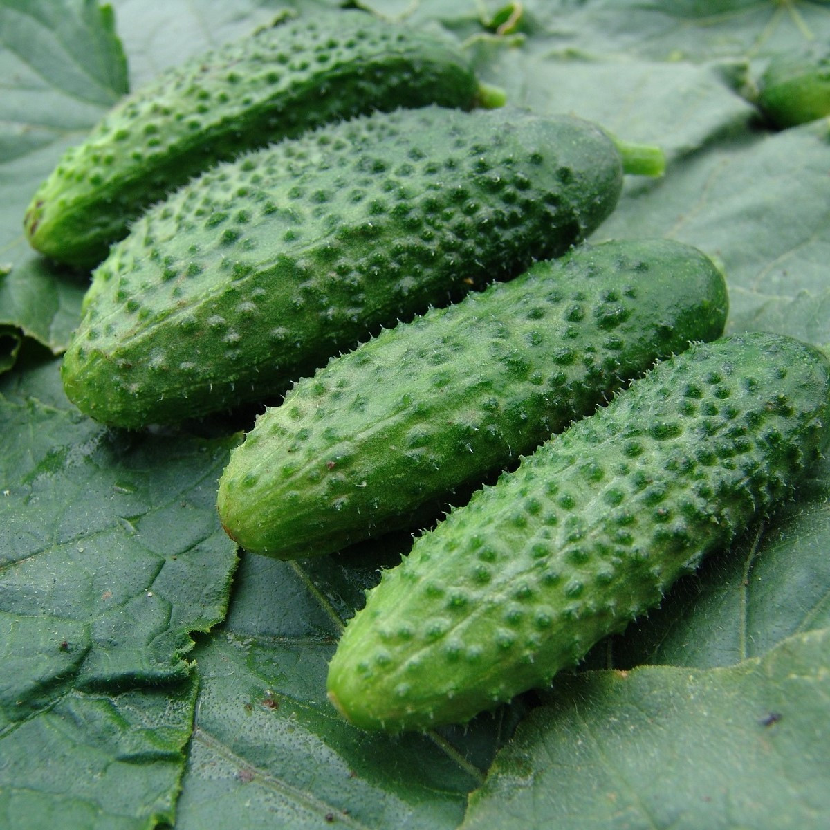 Okurka nakládačka Zuzana F1 - Cucumis sativus - semena okurky - 30 ks