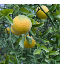 Citronečník trojlistý - Citrus trifoliata - semena citronečníku - 4 ks