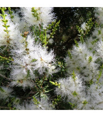Čajovníkový strom - Melaleuca acuminata - semena čajovníku - 50 ks