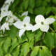 Japán kőris – Cornus kousa – kőris magok – 12 db