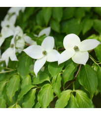 Dřín japonský - Cornus kousa - semena dřínu - 4 ks