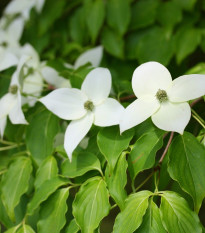 Dřín japonský - Cornus kousa - semena dřínu - 4 ks