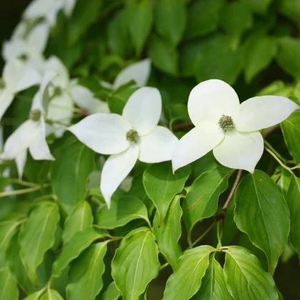 Dřín japonský - Cornus kousa - semena dřínu - 4 ks