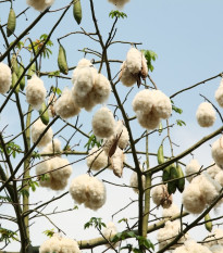 Vlnovec pětimužný - Ceiba pentandra - semena vlnovce - 10 ks