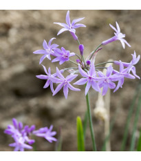Česneková tráva - Tulbaghia violacea - semena česnekové trávy - 5 ks