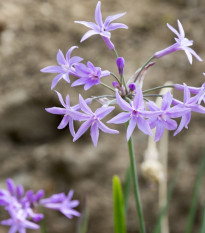Česneková tráva - Tulbaghia violacea - semena česnekové trávy - 5 ks
