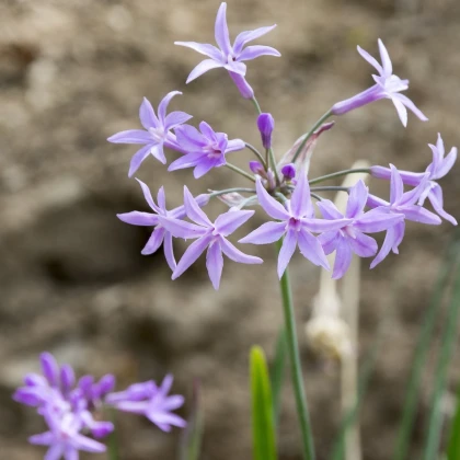 Česneková tráva - Tulbaghia violacea - semena česnekové trávy - 5 ks