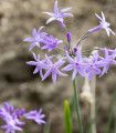 Česneková tráva - Tulbaghia violacea - semena česnekové trávy - 5 ks