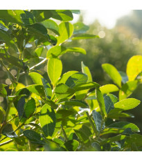 Cesmína paraguayská - Ilex paraguariensis - semena cesmíny - 6 ks