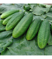 Okurka nakládačka jemnoostná Mira F1 - Cucumis sativus - semena okurky - 35 ks