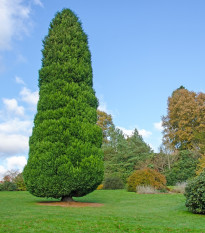 Cypřišek Lawsonův - Chamaecyparis lawsoniana - semena cypřišku - 10 ks
