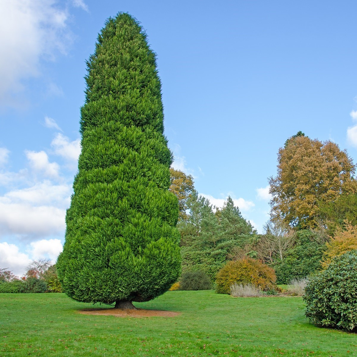 Cypřišek Lawsonův - Chamaecyparis lawsoniana - semena cypřišku - 10 ks