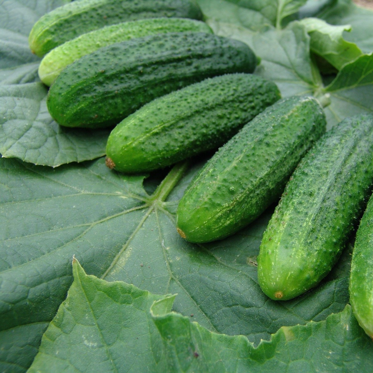 Okurka partenokarpická Partner - Cucumis sativus - semena okurky - 50 ks