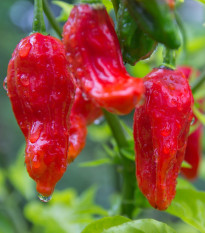 Bhut Jolokia chili – Capsicum chinense – chili magok – 10 db