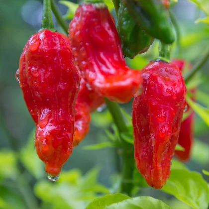 Bhut Jolokia chili – Capsicum chinense – chili magok – 10 db