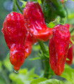 Bhut Jolokia chili – Capsicum chinense – chili magok – 10 db