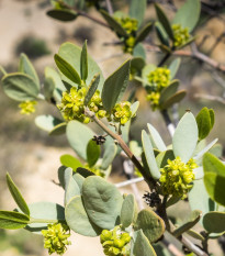 Jojoba - Simmondsia chinensis - semena jojoby - 6 ks