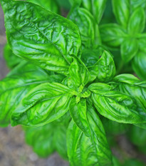 Bazalka pravá Genovese - Ocimum basilicum - semena bazalky - 150 ks