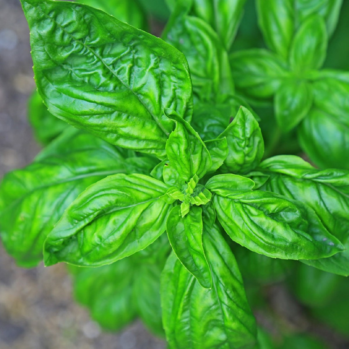 Bazalka pravá Genovese - Ocimum basilicum - semena bazalky - 150 ks