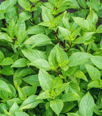 Bazalka pravá citrónová - Ocimum basilicum citriodorum - semena bazalky - 100 ks