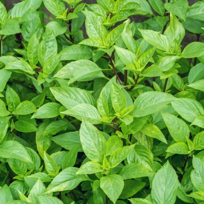 Bazalka pravá citrónová - Ocimum basilicum citriodorum - semena bazalky - 100 ks