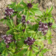Bazalka thajská - Ocimum basilicum var. thyrsiflora - semena bazalky - 50 ks