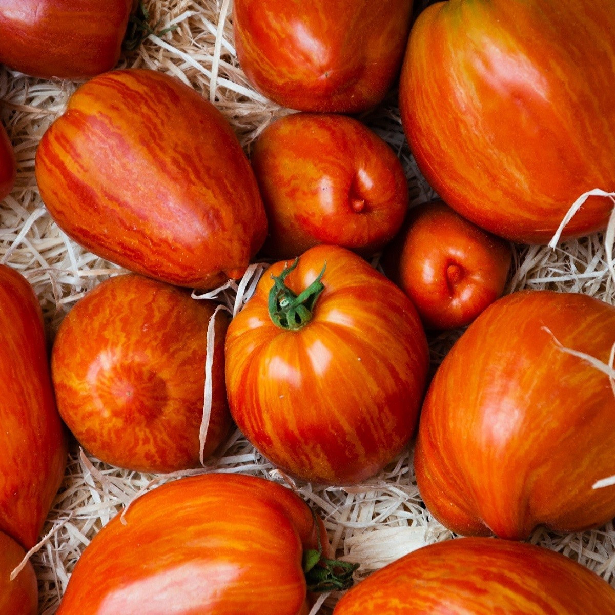 Rajče Tigerella - Solanum lycopersicum - semena rajčete - 6 ks