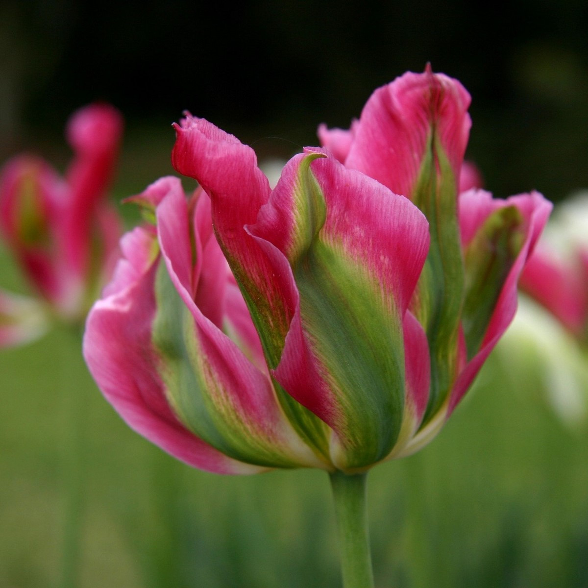 Tulipán Groenland - Tulipa - cibule tulipánu - 3 ks