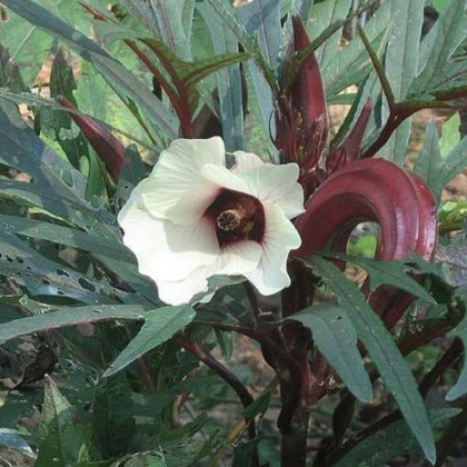 Ibišek jedlý - Okra burgunda - semena ibišku - 8 ks